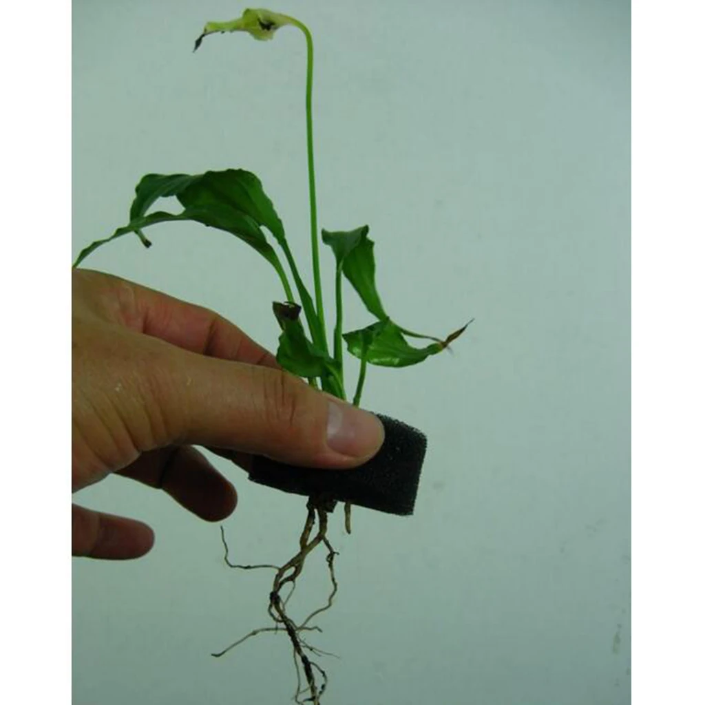 50pc Sponges Soilless Cultivation Plant Hydroponics Growing System Seed Foam