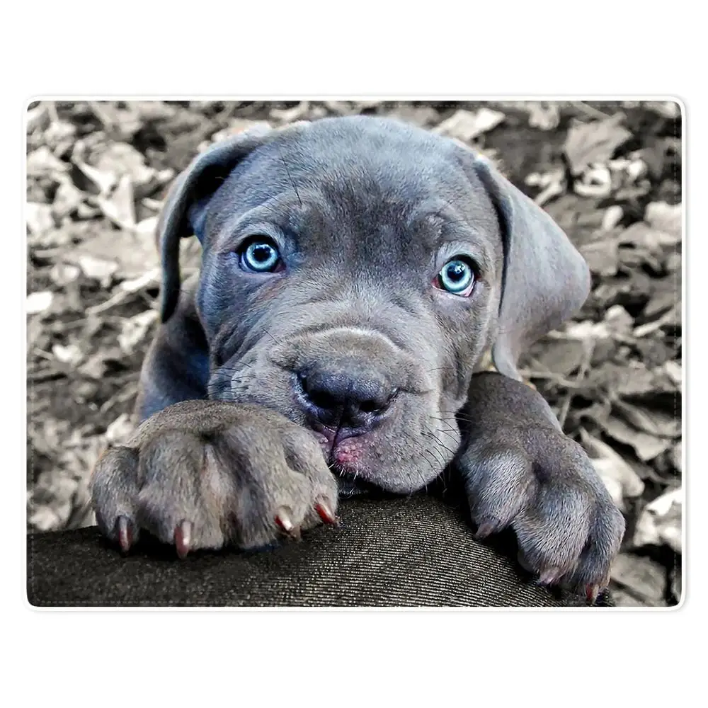 

HommomH Blanket Soft Comfort lightweight well made Nap Sofa Bed Travel Warm Plush Throw Deciduous Cute Little Milk Dog