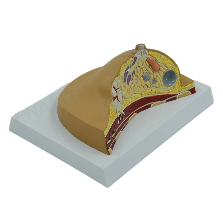 Анатомическая модель женской груди