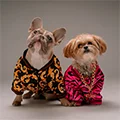 LETIANPAI PETS Store