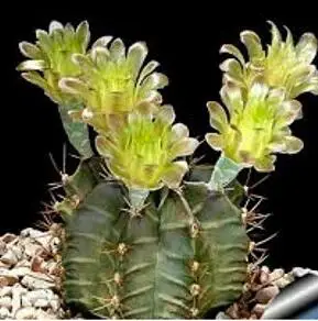 Горячая 20 шт смешанные(Gymnocalycium)-succulent-s-DIY домашний сад - Цвет: 11