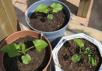 

Thunbergia Alata Black-Eyed Susan Vine Hei-Yan Su-Shan