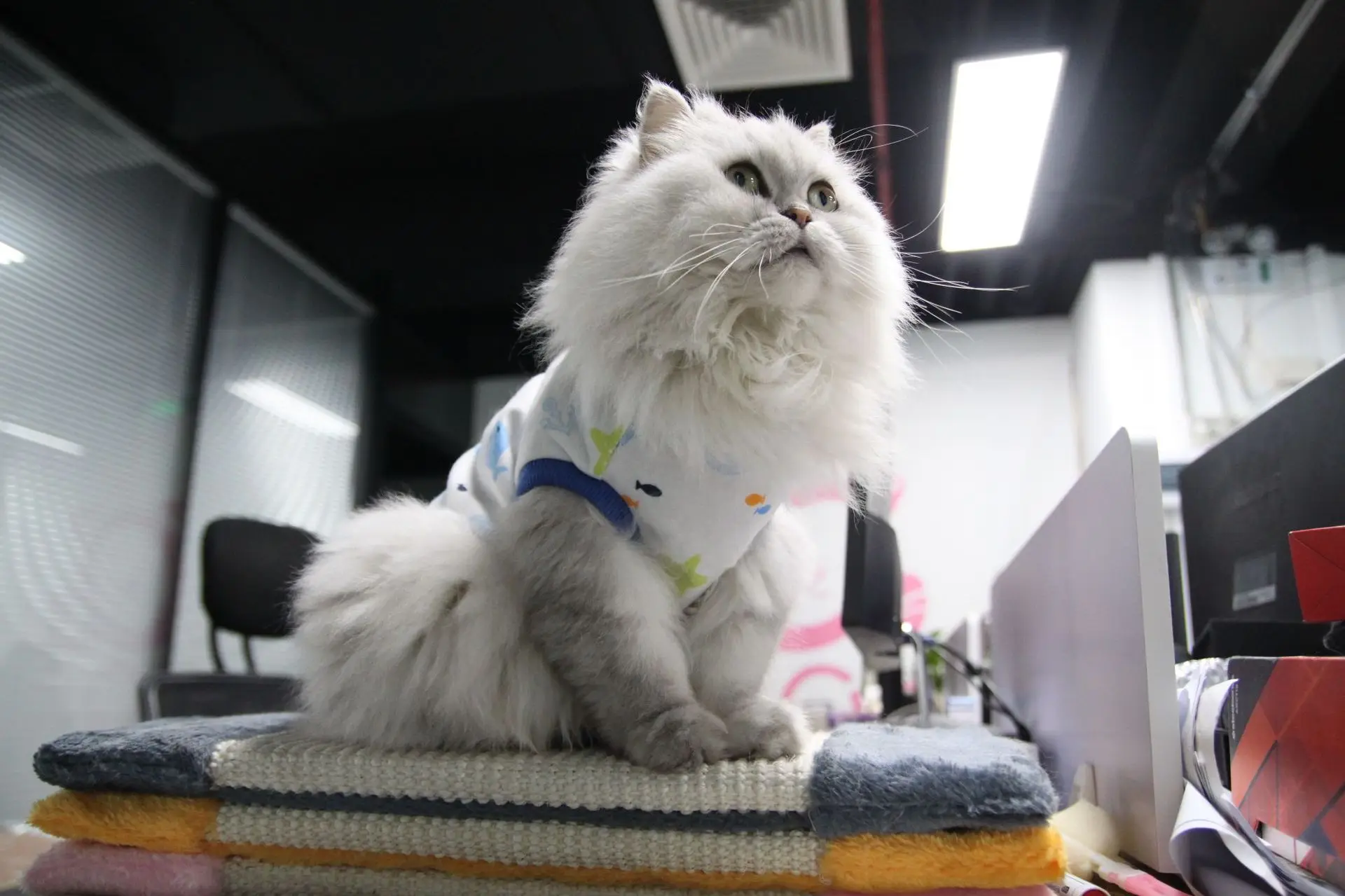 Хлопковая одежда для домашних животных, котов для кошек, летняя майка, футболка, одежда для собак и кошек, костюм для маленьких собак с рисунком