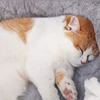 HOOPET Cat Bed House Soft Plush Kennel Puppy Cushion Small Dogs Cats Nest Winter Warm Sleeping Pet Dog Bed Pet Mat Supplies 5