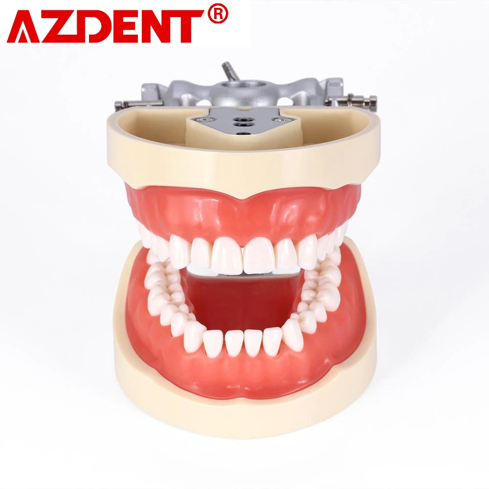 Dental Typodont Teeth Model With Removable Teeth Teaching Tooth Model 8012