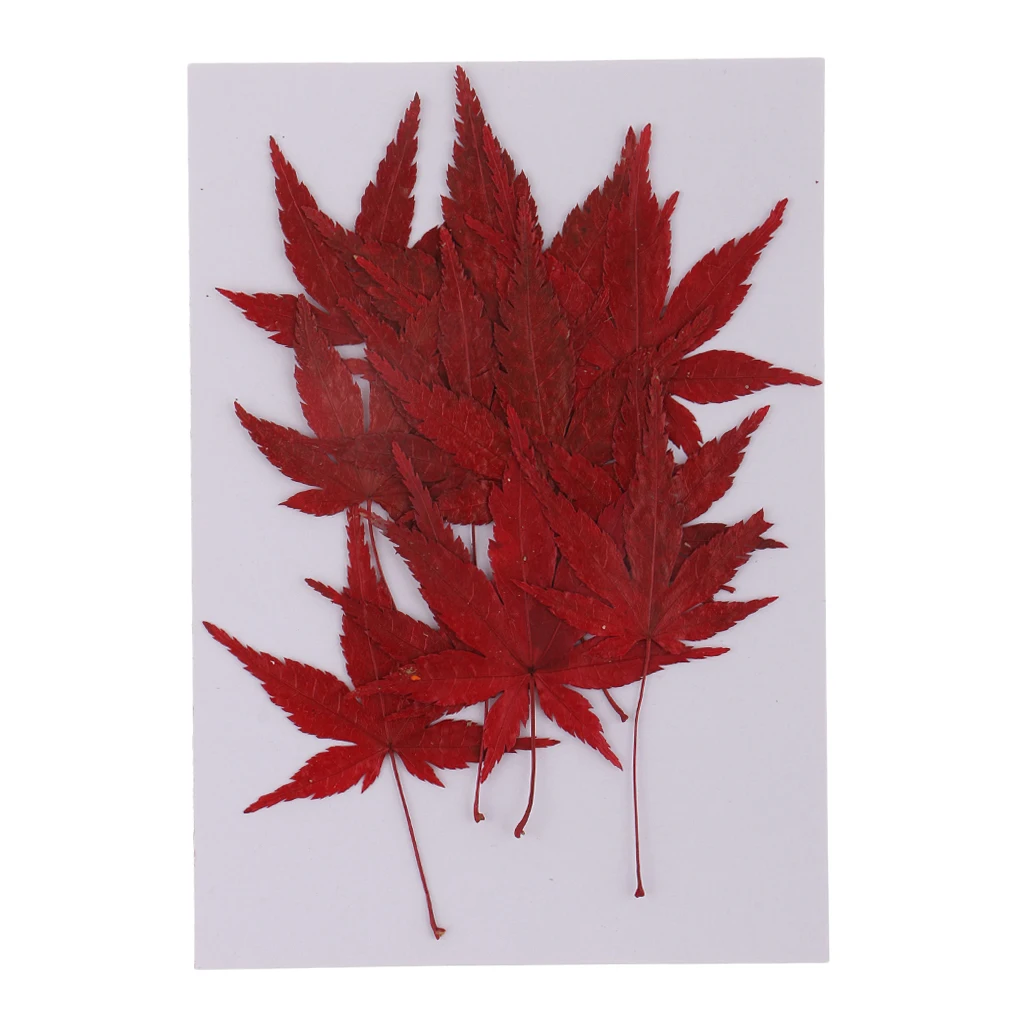 12x Real Dried Flower Leaves Red Maple Leaf for DIY Craft Card Making Decor