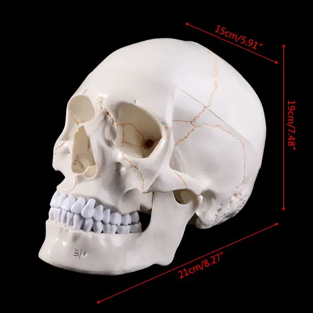 Medarchitect Modèle de crâne humain, taille réelle, modèle anatomique en 3  parties avec capuchon amovible et mandibule articulée pour étudiant en  médecine, cours d'étude d'anatomie humaine : : Commerce, Industrie  et Science