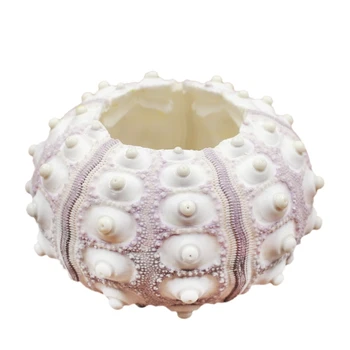 

Natural Sea Urchin Air Plant Soilless Plant Creative Potted Plant Flower Pots Shell Conch Small Bonsai Pot Home Decoration