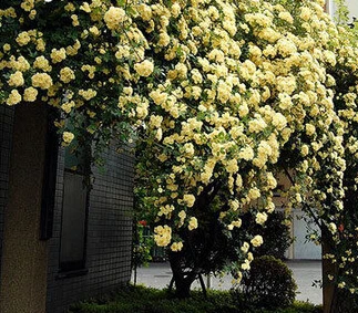 Rosa, альпинизма, растения, polyantha Rose, платье с цветочным узором в китайском карликовые деревья, альпинизма, розы, сад, 200 шт./пакет