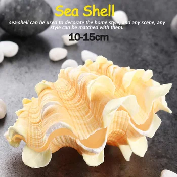 

10-15cm Home Furnishing Marine Sea Decoration Big Conch Shell Natural Ornaments Wedding/Festival/Party Decor Gift Home Decor