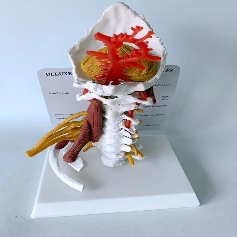 

Adult Cervical Vertebra With Nerve Musculoskeletal Model Teaching Aid
