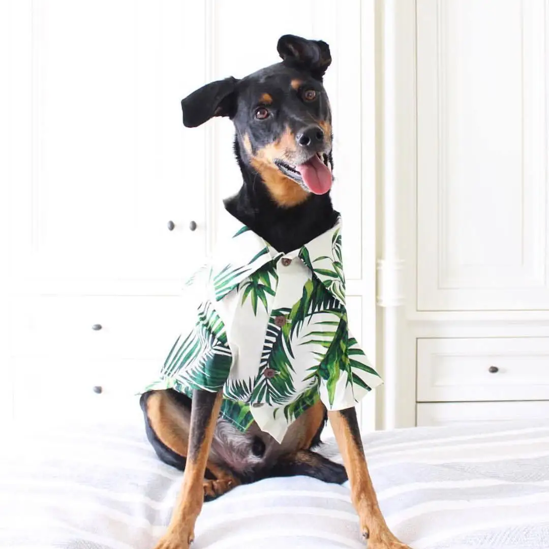 summer shirts for dogs