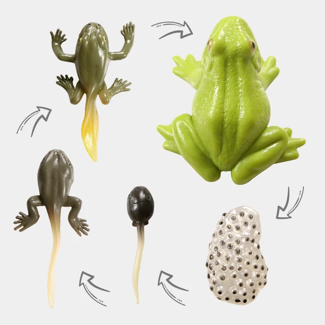 Simulation Life Cycle of Insect Animal Growth Cycle Models,Butterfly,Frog Action Figures Collection Science Educational Toys Kid 2
