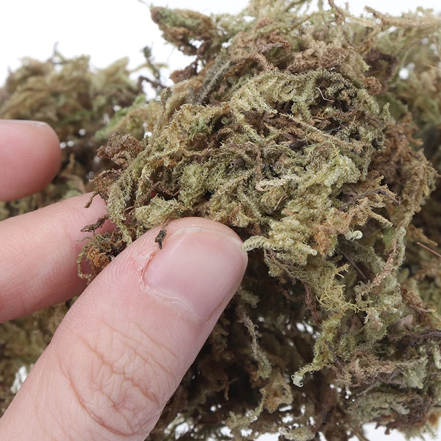 Természetes, Száraz Szerves Anyag Terrárium Sphagnum Moha Orchideák Cserepes Növények Dekorációja Diy Talajmentes Kertészkedés - Image 6