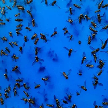 

10Pcs Sticky Fly Trap Paper Blue Traps Fruit Flies Insect Glue Catcher