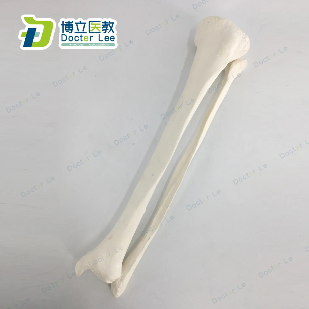 Modelo de hueso de Fibula y Tibia, Natural, para enseñanza médica