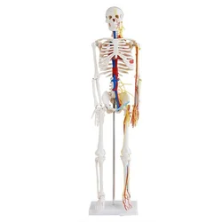 Esqueleto humano con corazón y vasos, modelo 85CM