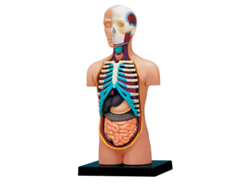 Подлинный продукт 4D мастер Обучающие собранные игрушки человеческие висцеральные органы анатомическая модель медицина обучение для модели