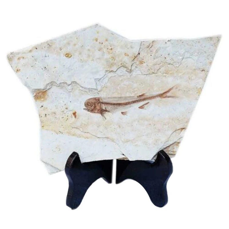 

New Fish Fossil Real From Western Liaoning China 150 Million Years Ago Lycopter