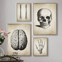 Мозговой палец череп человеческий анатомический плакат винтажная настенная живопись на холсте скандинавские плакаты и принты настенные картины для гостиной