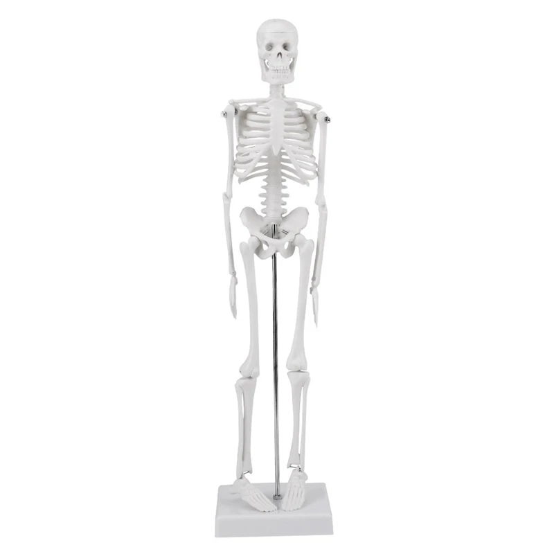 

45cm Human Anatomical Anatomy Skeleton Model Medical Learn Aid Anatomy Human Skeletal Model
