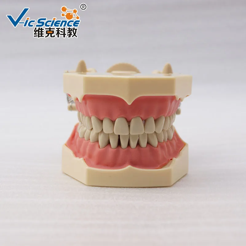 New High imitation Frasaco Model with DP Plastic Articulator