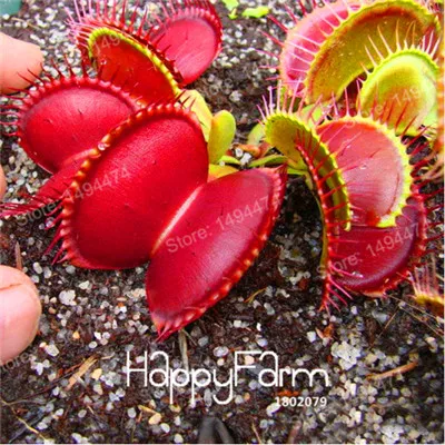 100 шт. Летающая ловушка plantas Dionaea muscipola гигантский зажим Венера флайтрап завод Бонсай плотоядное растение сад дионаея саженцы Флорес - Цвет: Черный