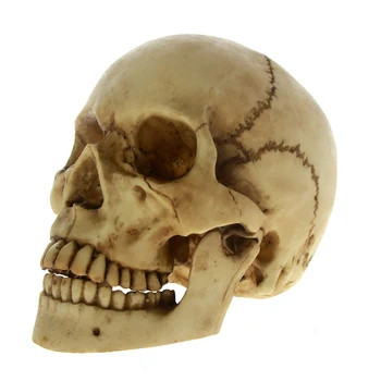 

Halloween Horror Life Dead Skull With Moving Jaw Skeleton Human head bones with Movable Mandible Skull Cranium Sculpture