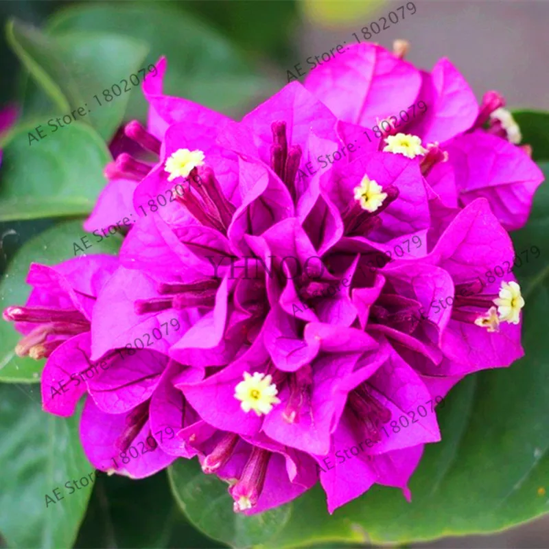 103pcs Bougainvillea Spectabilis Willd Bonsai Plant Garden Bougainvillea Plants Flower Plantas