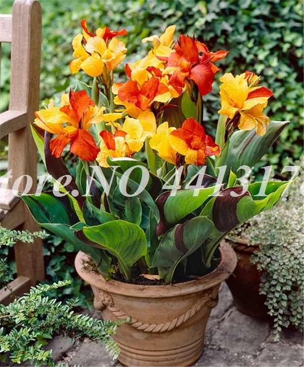 Canna Lily