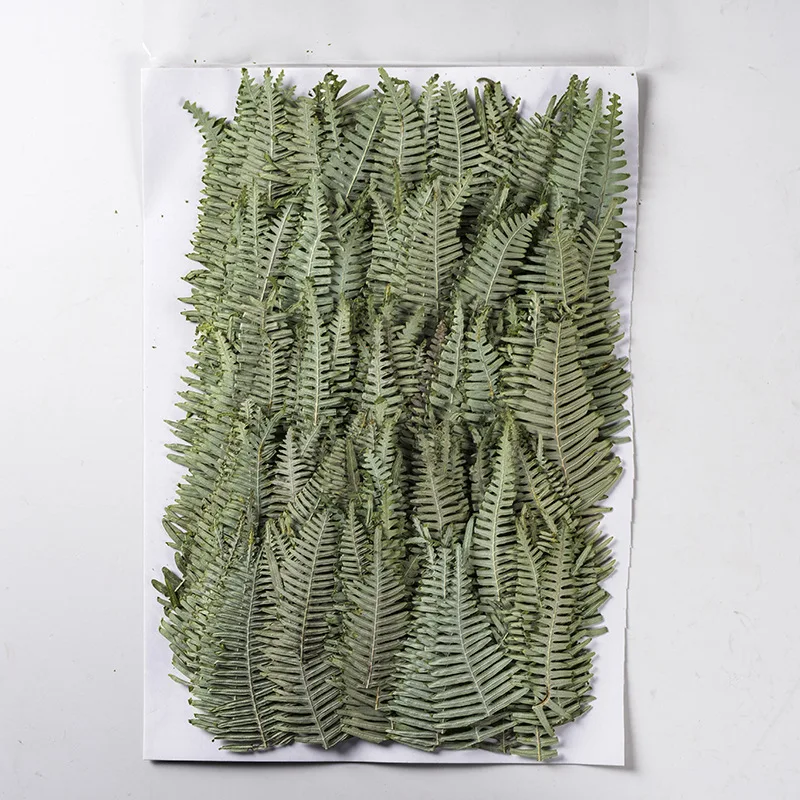 

250pcs Pressed Dried Flower Dicranopteris dichotoma Leaf Herbarium Epoxy Jewelry Bookmark Phone Case Makeup Nail Art Craft DIY