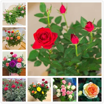 

Rose Plant extraction bath salt 100Pcs for home Bathing Rose bathing salts