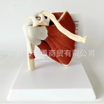 

Human Skeleton Shoulder Scapula Clavicle Muscle Model Joint Functional Ligament Medical Teaching Aid