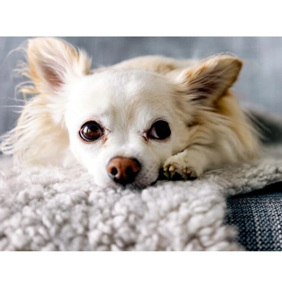 Diamond Mosaic Chihuahua Puppy Sale Diamond Painting Cross Stitch Kits Embroidery Full Rhinestone Home Decoration 5d Diy L234 Diamond Painting Cross Stitch Aliexpress Diamond Mosaic Chihuahua Puppy Sale Diamond Painting Cross Stitch Kits Embroidery Full Rhinestone Home Decoration 5d Diy L234 Diamond Painting Cross Stitch Aliexpress