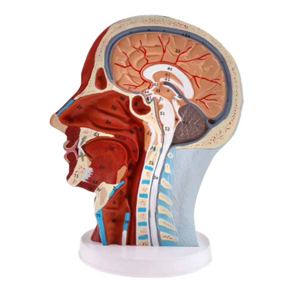 ПВХ анатомические модели головы мозги медианная сагиттальная модель шейного отдела позвоночника обучающий инструмент школы медицинского