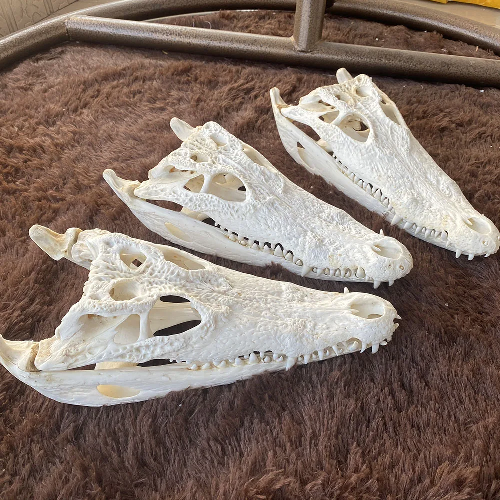 

1Pcs Animal skull Taxidermy 8-16" Inch