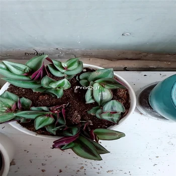 

Ngryise 1 Set Tradescantia zebrina Bosse