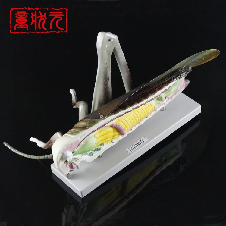 

110X Enlarged Medical Puzzle Assembly Animal Insect Model Locust Anatomy Assembled Model Medical Anatomy Hexapod Assembled Model