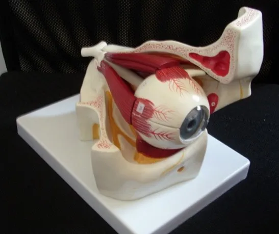 Human Eyeball And Eye Socket Amplifier Anatomical Model Eyeball of Optic Nerve And Muscle Expanded 3 Times Cornea Iris