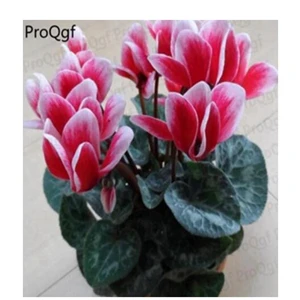 Ngryise 10 шт. набор Cyclamen persicum - Цвет: 11