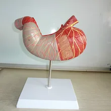 Высококачественный 2 раза усилитель желудочной анатомической модели Анатомия два желудка и модель профиля