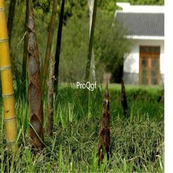 

Ngryise 1000Pcs A Set Phyllostachys praecox