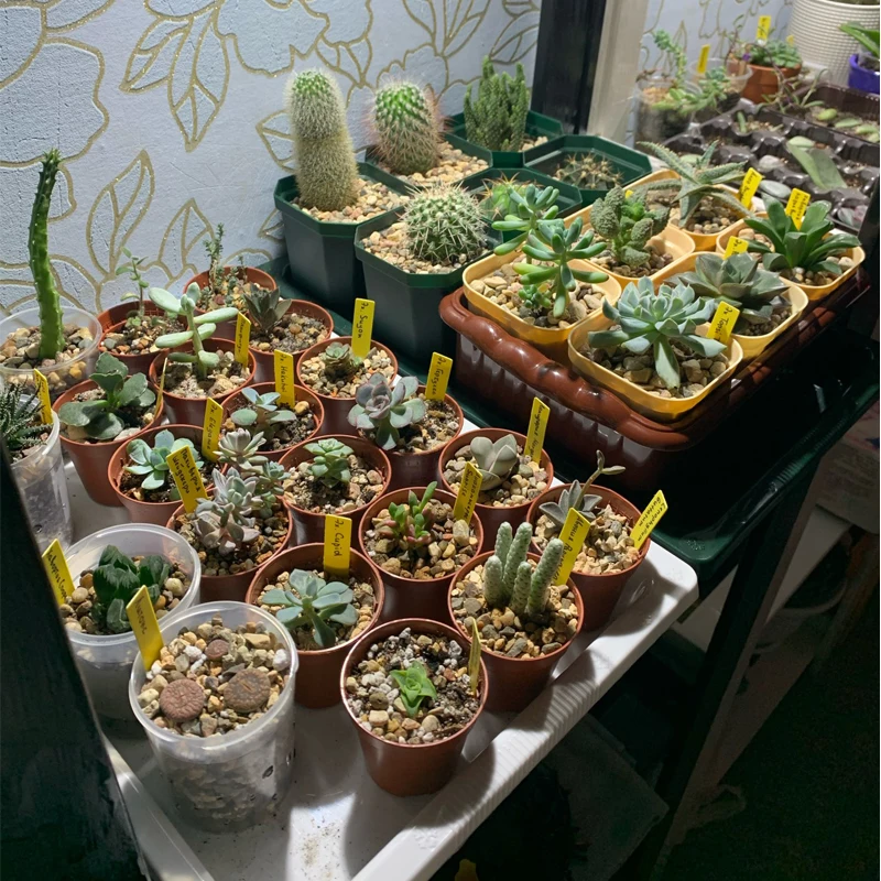 Plant Tags 100Pcs Colorful Waterproof PVC for Garden Plants