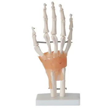

Human Joints Ossature Model PVC Simulation Model Scientific Laboratory Observation Teaching Tools Experiment Equipment