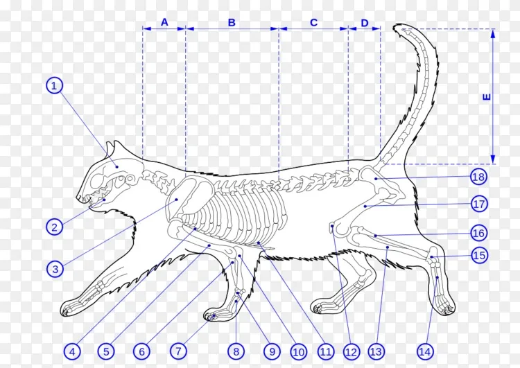 缅因州猫科猫解剖 骨骼肌png图片素材免费下载 图片编号 Png素材网