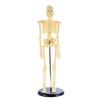 

Realistic PVC 45cm Human Skeleton Model Anatomical Study Model for Medical Educators Students Professionals