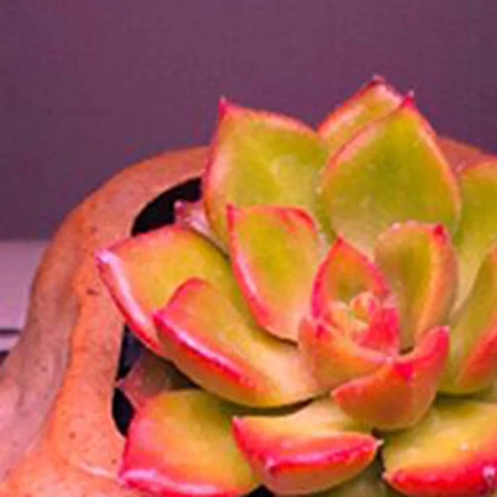 Full Spectrum Led Plant Grow Light Lamp For Plant Indoor Nursery Flower Fruit Veg Hydroponics System Grow Tent Light
