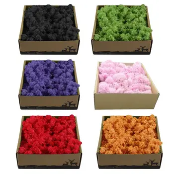 

Dry Natural Fresh Moss Real Eternal Dried Grass for DIY Preserved Flowers