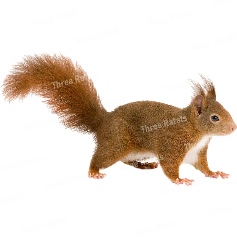 Three Ratels QD115 Witty and lovely little squirrel HD animal sticker kid's bedroom decoration glow in the dark stickers wall stickers self adhesive wall stickers vinyl stickers vinyl wall stickers self adhesive stickers chalkboard wall stickers chalkboard stickers