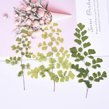 

6pcs/bag Maidenhair fern hay embossing diy glue mobile phone case bookmark pressed flower painting plant specimen